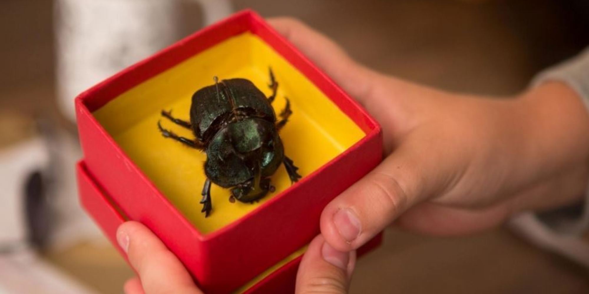Um escaravelho numa caixa